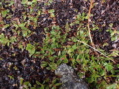 Gaultheria humifusa