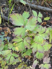 Aquilegia formosa