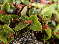 Gaultheria humifusa