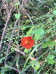 Ipomoea coccinea