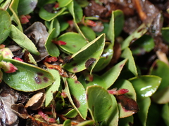 Gaultheria humifusa
