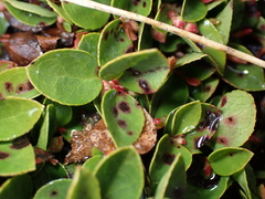 Gaultheria humifusa