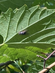 Calyptratae