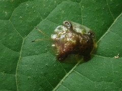 Helocassis testudinaria