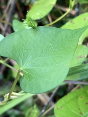 Ipomoea coccinea