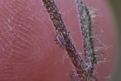 Macrosiphum