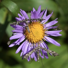 Amblyptilia pica