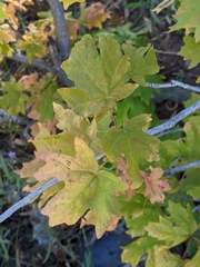 Acer grandidentatum