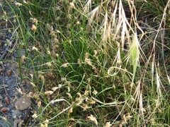 Carex divisa