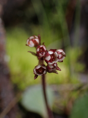 Micranthes occidentalis