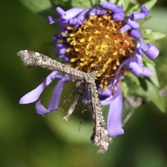 Amblyptilia pica