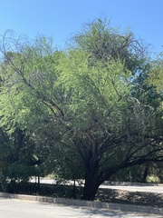 Prosopis glandulosa