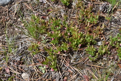 Vaccinium cespitosum