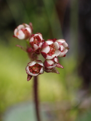 Micranthes occidentalis