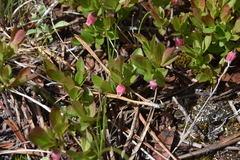 Vaccinium cespitosum