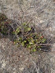 Eriogonum grande