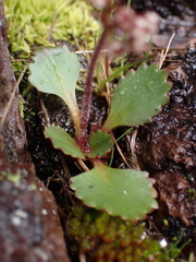 Micranthes occidentalis