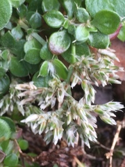 Polycarpaea divaricata