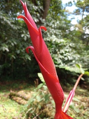 Heliconia irrasa
