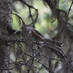 Poecile hudsonicus
