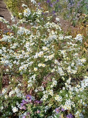 Symphyotrichum firmum