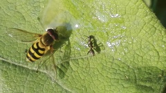 Eupeodes corollae