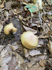 Aureoboletus innixus