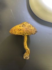 Flammulaster erinaceellus