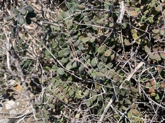 Pellaea andromedifolia