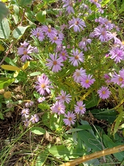 Symphyotrichum shortii