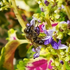 Apis mellifera