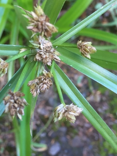 Cyperus alternifolius image