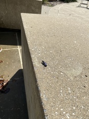 Sphecidae