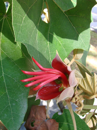 Chiranthodendron