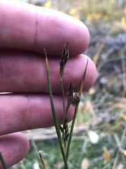 Juncus arcticus