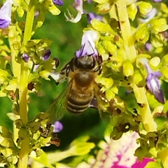 Apis mellifera