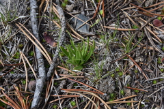 Spiranthes romanzoffiana