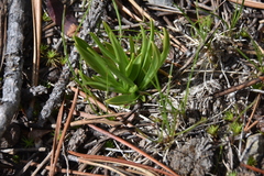 Spiranthes romanzoffiana