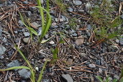 Epilobium anagallidifolium