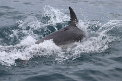 Tursiops truncatus