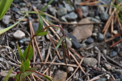 Epilobium anagallidifolium