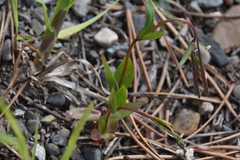 Epilobium anagallidifolium