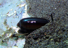 Oliva vidua