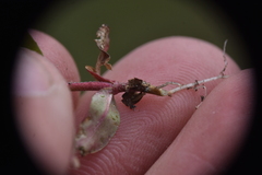 Epilobium anagallidifolium