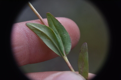 Epilobium anagallidifolium