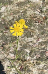 Helenium virginicum