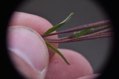 Epilobium anagallidifolium