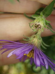 Symphyotrichum novae-angliae