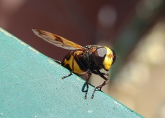Volucella elegans