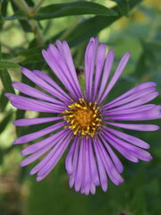 Symphyotrichum novae-angliae